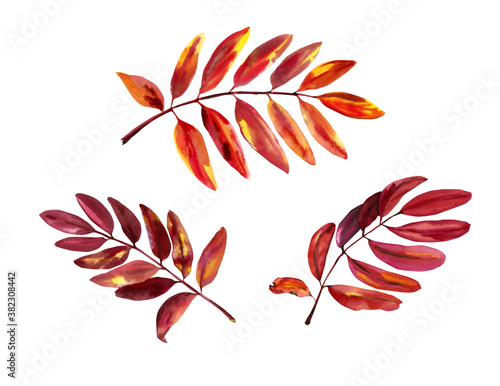 Rowan autumn leaves painted in watercolor isolated on a white background. Botany. Deciduous. Leaf fall.