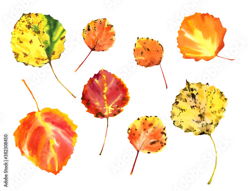 Autumn aspen leaves isolated on a white background. Defoliation watercolor set. Leaf Fall. photo