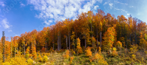 Golden autumn. Autumn forest panorama