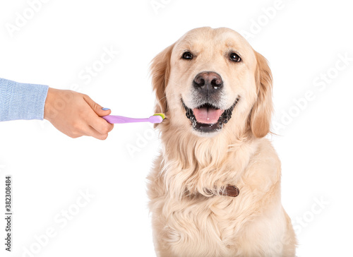 Fototapeta Naklejka Na Ścianę i Meble -  Owner brushing teeth of cute dog on white background
