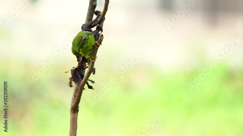 Blue-crowned Hanging Parrot with green background.	 photo