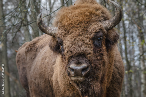 Fényképezés european bison in park national park