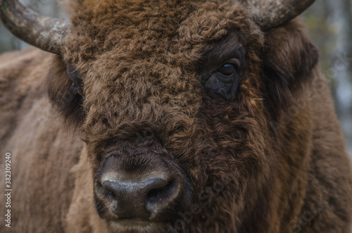 european bison