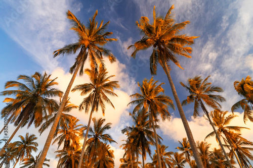 Copy space of tropical palm tree with sun light on sky background.