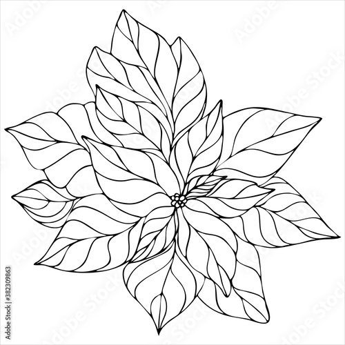 poinsettia flower, christmas star, vector element, christmas symbol coloring book