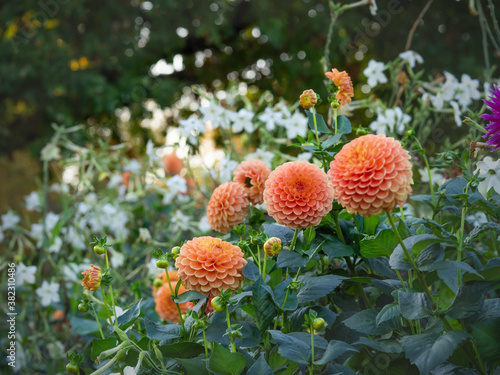 Fényképezés Orange dahlias blooming in September garden with white tobacco and big trees on