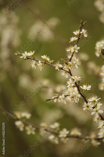 Blossoming trees on a green background