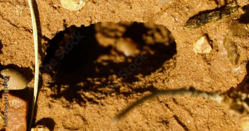 Extreme macro video of Red Harvester Ants (Pogonomyrmex barbatus) entering and leaving nest. photo