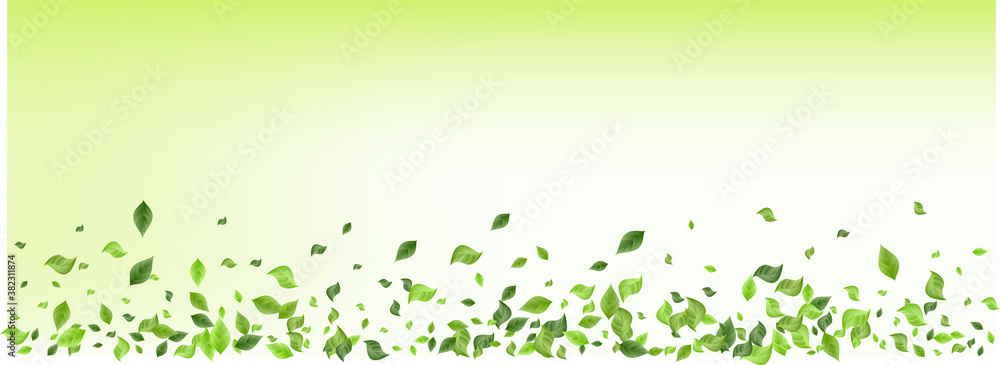 Swamp Foliage Fresh Panoramic Green Background Swamp Foliage Fresh Panoramic Green Background