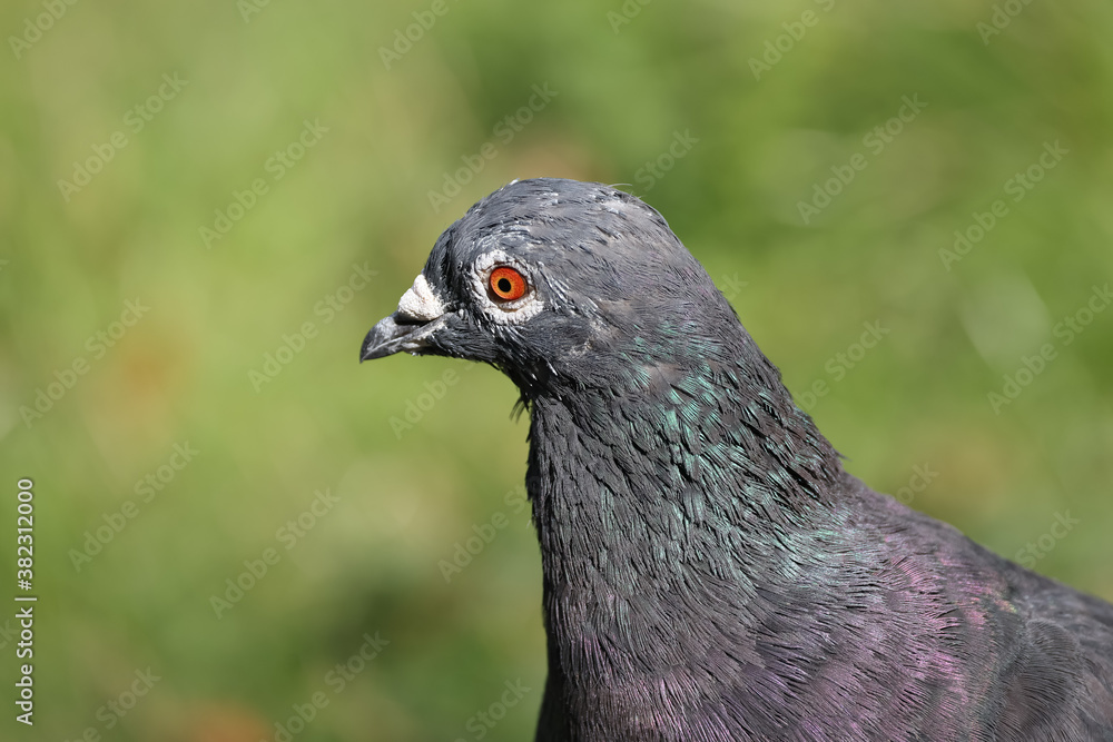Obraz premium closeup of pigeon in Wiesbaden Germany