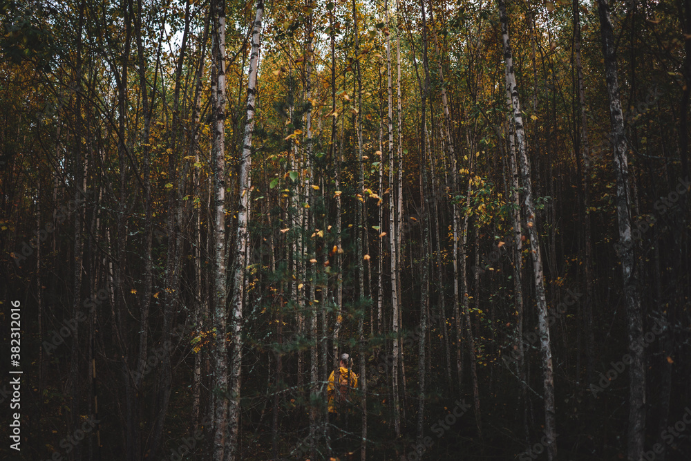 forest in autumn in Finland forest in autumn in Finland