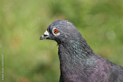 closeup of pigeon in Wiesbaden Germany © Franz 