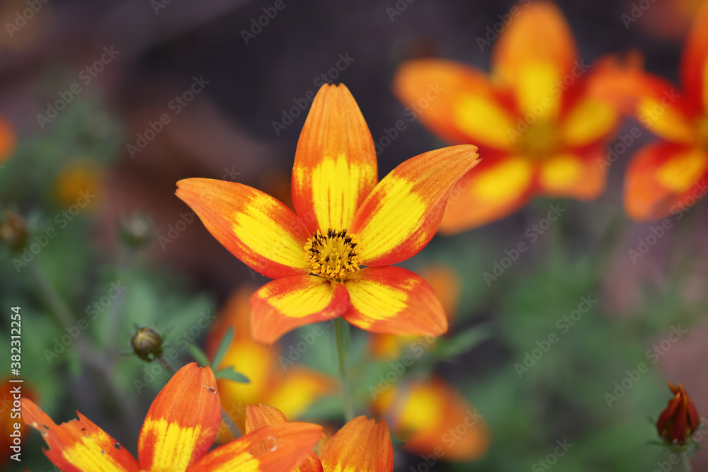 Vesps and bees in orange yellow blossoms