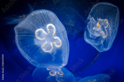 Common jellyfish underwater close-up view
