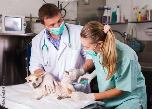 Dog undergoing surgery at vets. High quality photo