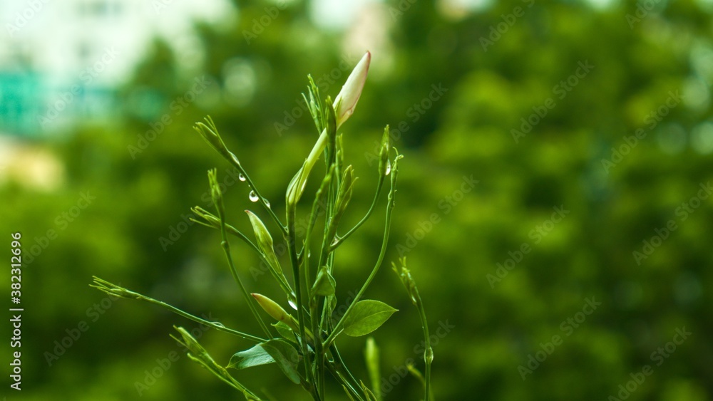 green grass plant with background green grass plant with background