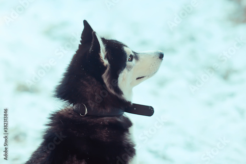 winter husky portrait on a walk  beautiful dog in nature  friendship  pet