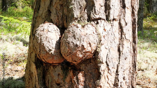 Huge excrescence on pine tree trunk. Sick diseased forest tree.