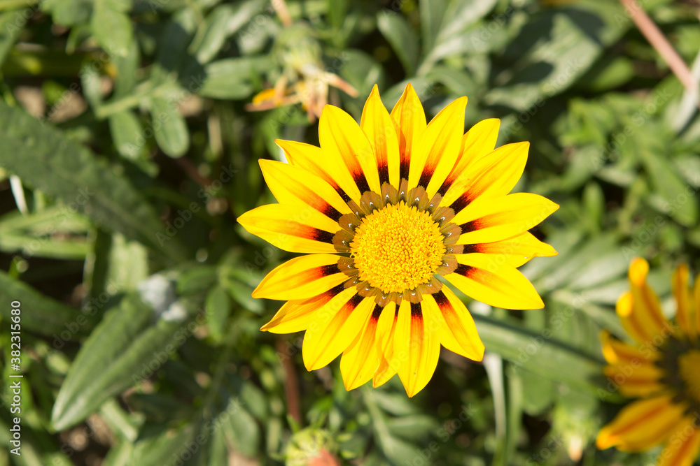 One single yellow chamomile flower similar to a sunflower in a flower bed near the house One single yellow chamomile flower similar to a sunflower in a flower bed near the house