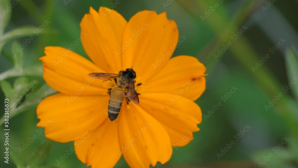 Bee with yellow pollen, bee on beautiful fresh flower, insect and pollination. Bee with yellow pollen, bee on beautiful fresh flower, insect and pollination.