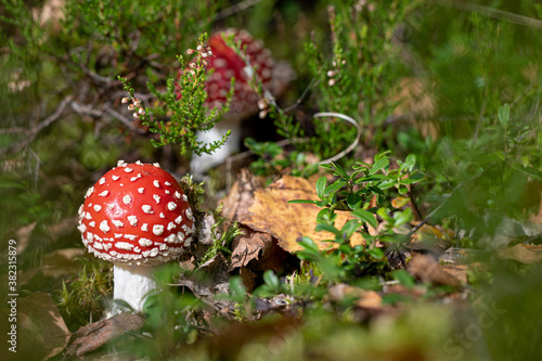 two cute fly agaric mushrooms in forest moss