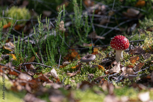 fly agaric and rufous milkcap in forest moss