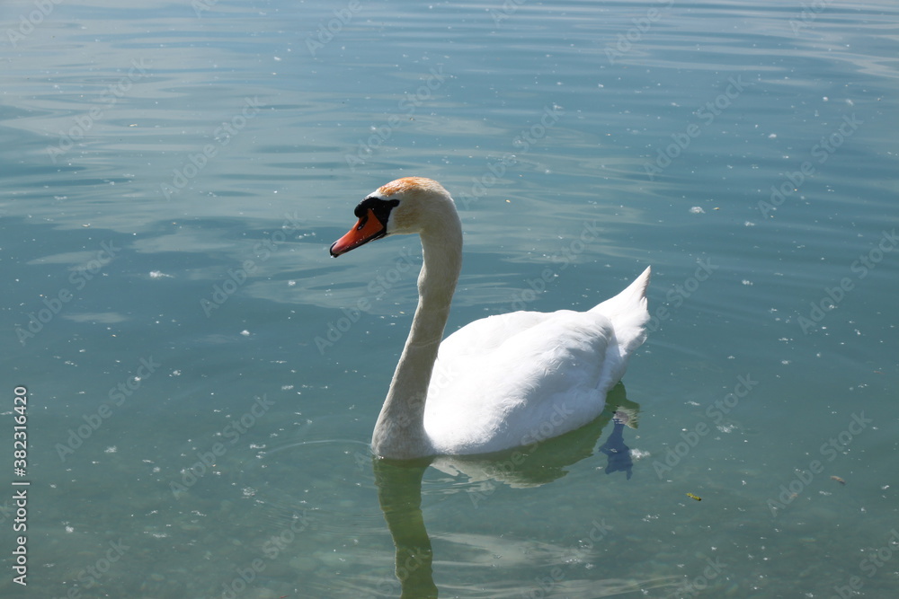 Fototapeta premium Beautiful white swan swimming in lake