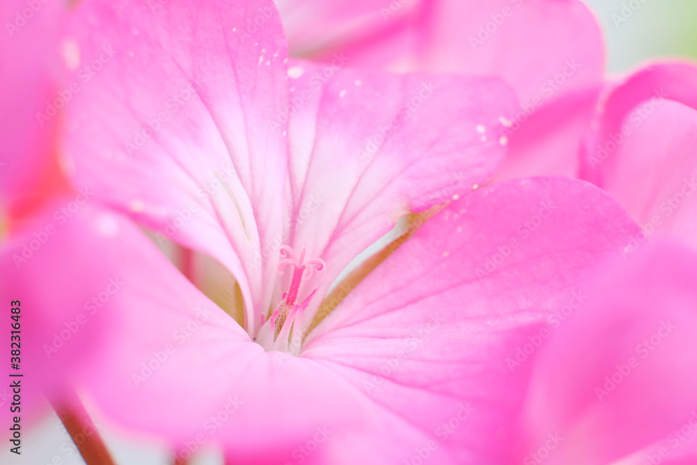 Macro focused pistil of geranium flower. close up Macro focused pistil of geranium flower. close up