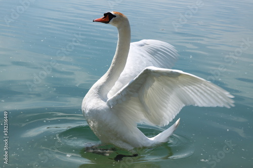 Fototapeta Naklejka Na Ścianę i Meble -  Beautiful white swan bird is opening wings in water