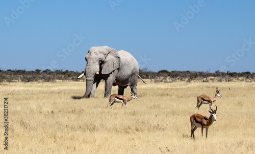 A single Elephant (Loxodonta africana) near a water hole - Namibia  © Grantat