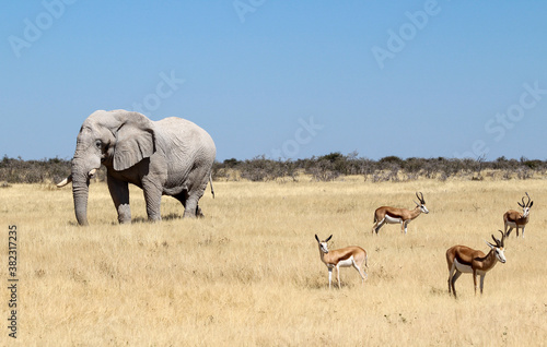 A single Elephant (Loxodonta africana) near a water hole - Namibia  © Grantat
