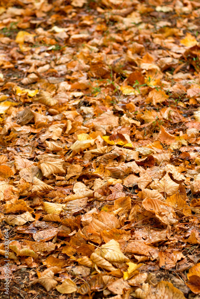 Dry yellow leaves background in a forest. Fallen yellow leaves background, Dry yellow leaves background in a forest. Fallen yellow leaves background,