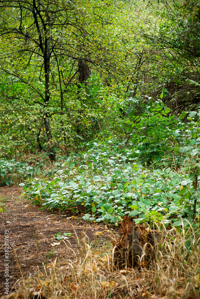 Obraz premium Green forest in autumn.