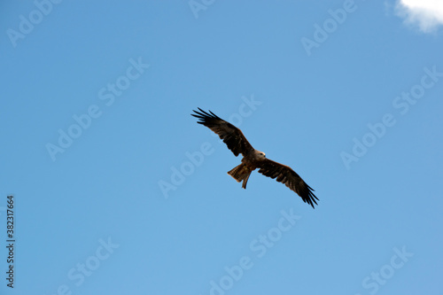 the black kite is soaring through the sky