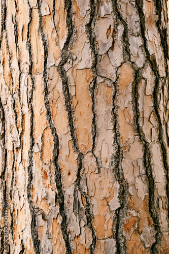 A close-up of the rough wood of an old brown pine trunk.