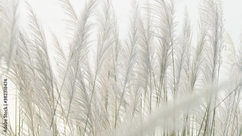 white reeds flower blowing from wind against evening sunlight sky white reeds flower blowing from wind against evening sunlight sky