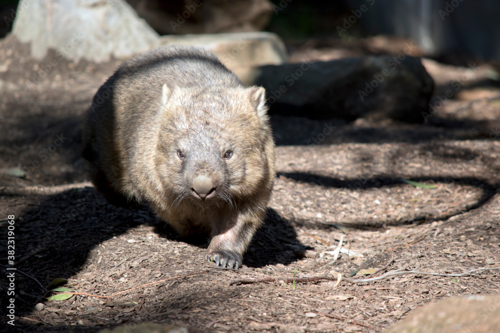 the common wombat is searching for food the common wombat is searching for food