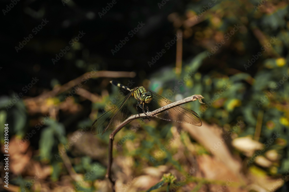 Green dragonfly perched on a twig of a small plant. Green dragonfly perched on a twig of a small plant.