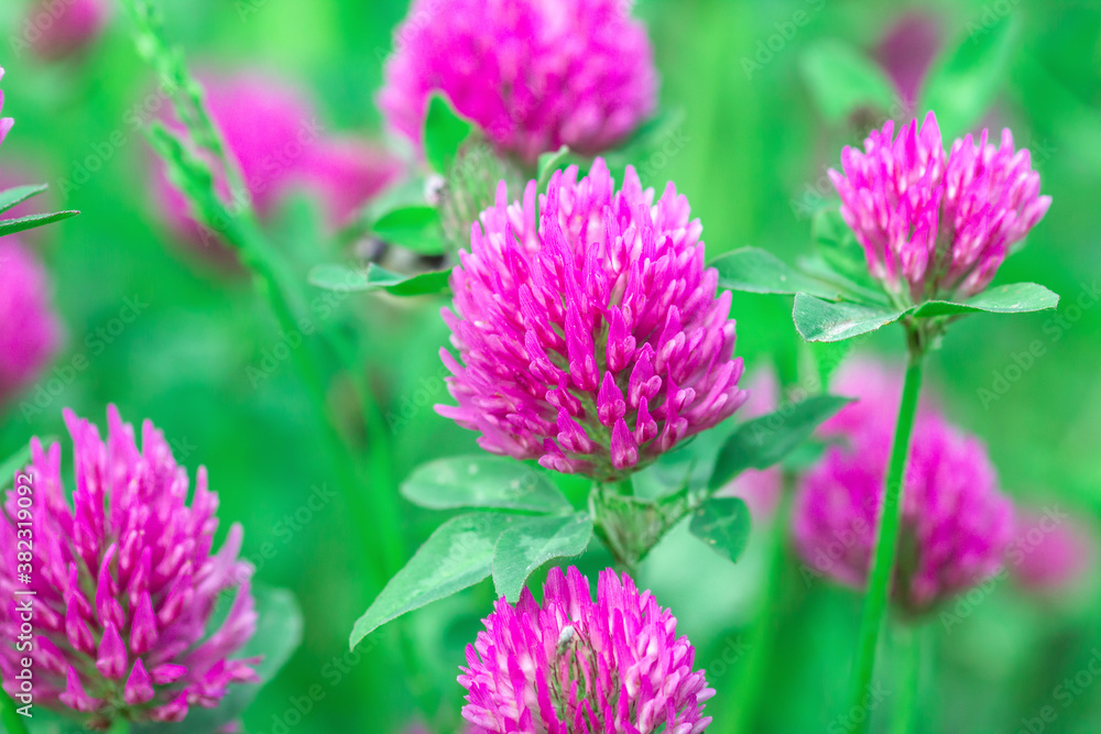 Fototapeta premium Beauty Trifolium pratense red flowers grows on summer pasture, sun light day