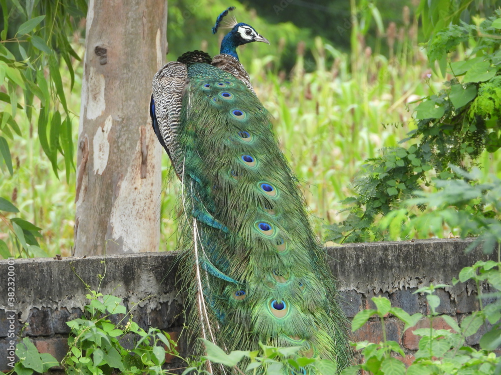 Obraz premium peacock
