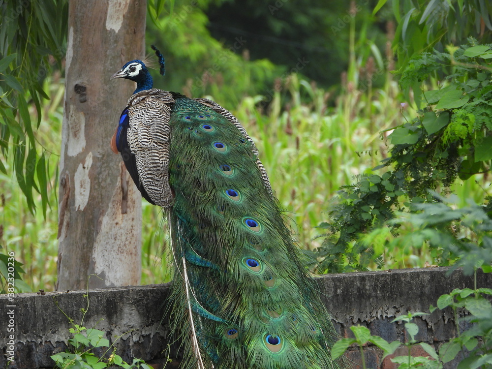 Naklejka premium peacock