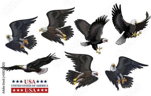 American eagle (bald eagle) and flag