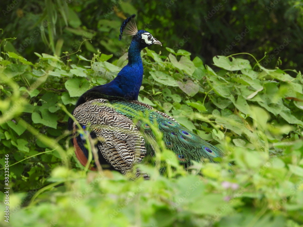 Obraz premium peacock