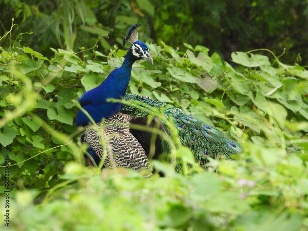 Obraz premium peacock