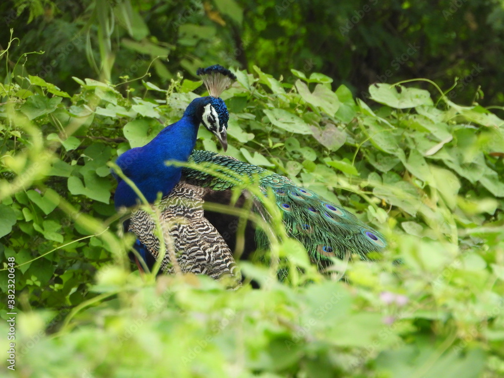 Fototapeta premium peacock