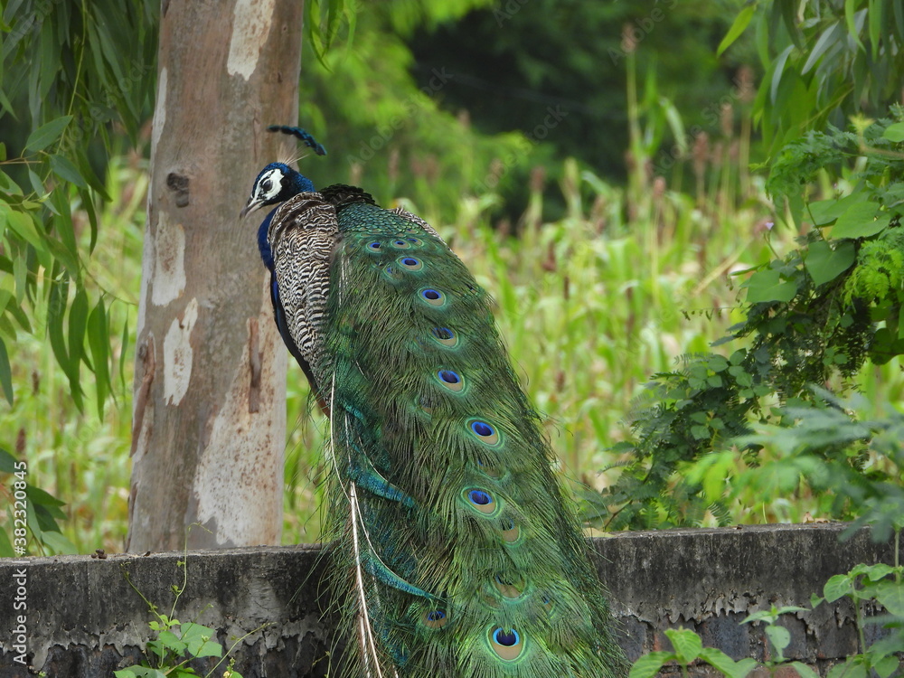 Naklejka premium peacock