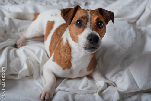 The dog is on the bed and looks at the camera. Jack Russell Terrier