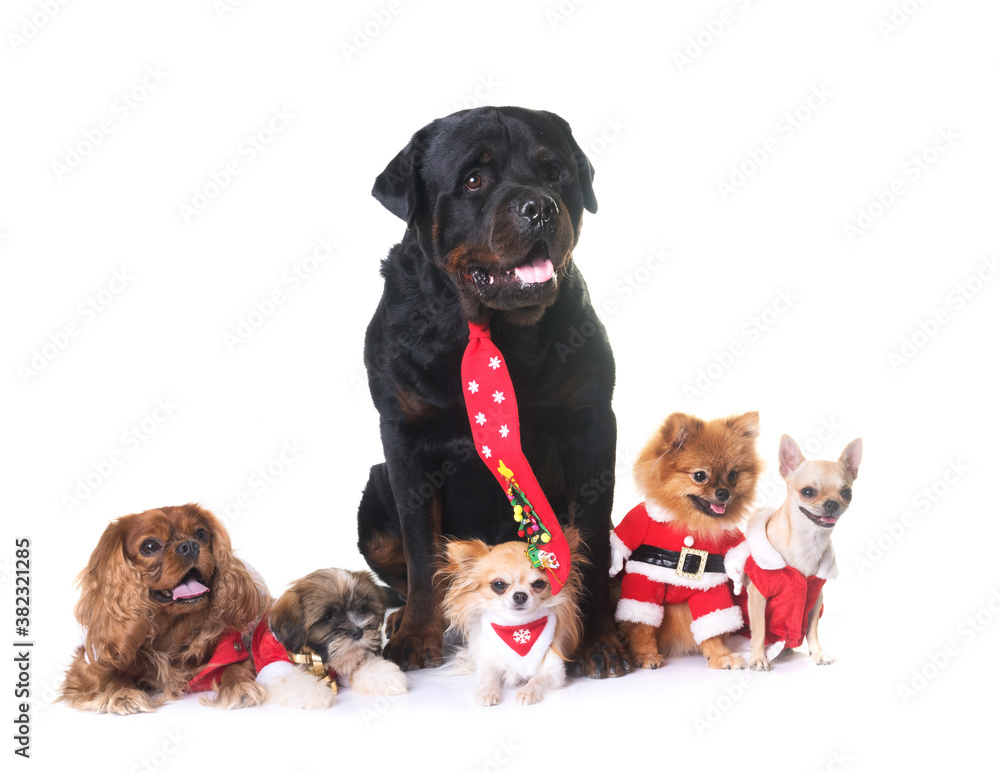 dogs and christmas