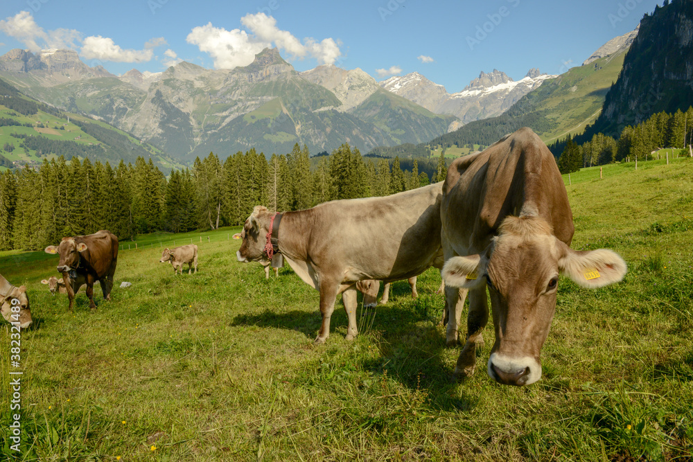 Herd of cows grazing at Gerschnialp above Engelberg on the Swiss alps.