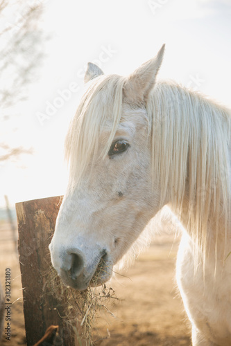 Beautiful white rural horse eats hay behind a woden fence